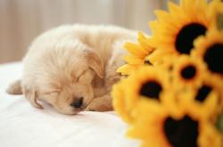 爱游戏中国-跨洋双城记，快船绝境逢生，切特西甲封神